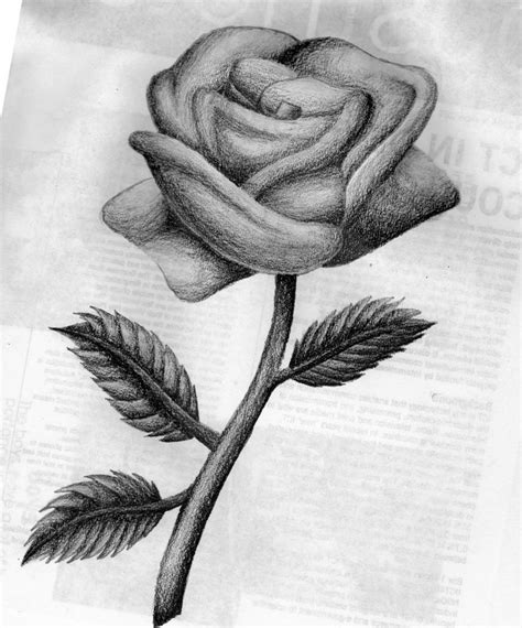 3 model Drawing Of A Rose gambar png