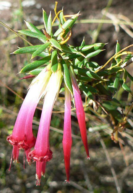 Pin By Brian Thornbury On Australian Native Plants 1 Australian