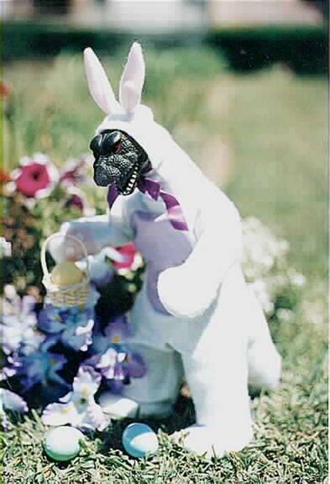 Easter Bunny Funny A Few Humorous Looks At That Cuddly Rabbit On The Web