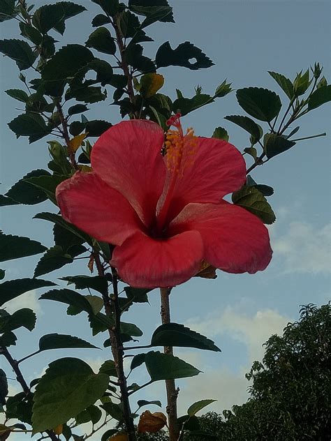 This muted color effect also makes the leaves a paler green than the tropical variation. Gumamela Flower Free Stock Photo - Public Domain Pictures