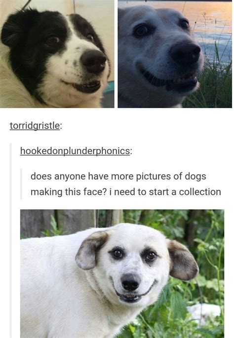 Cute Doggo Meme By Shadowsticks Memedroid