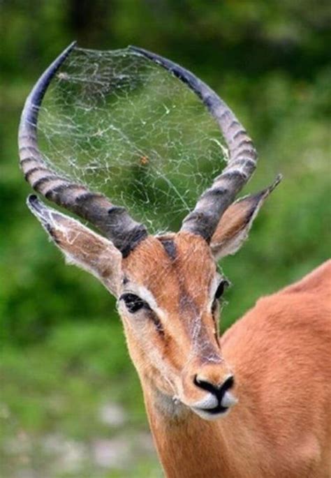 Symbiotic Relationship Between A Deer And A Spider The Deer That Lets