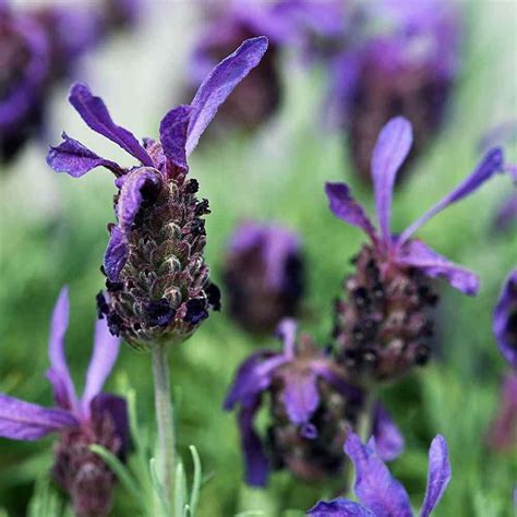How To Grow Lavender From Seed In 5 Simple Steps 2023 Guide Growing