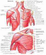 Photos of Core Muscles Labeled