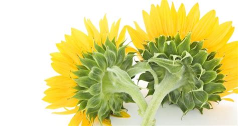 Check spelling or type a new query. How to preserve a fresh flower in resin