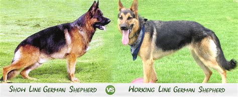 Gsd Working Line Vs Showline