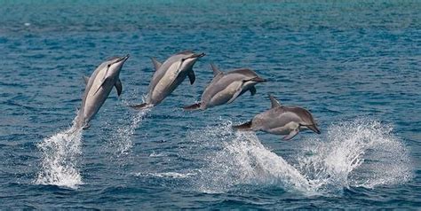 Your dolphin fish animal jumping stock images are ready. Spinner Dolphin Jump: Photo by Photographer Chuck Babbitt - photo.net | Dolphins, Air show, Animals