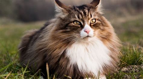 Norwegian Forest Cat Your Complete Breed Guide Thegoodypet