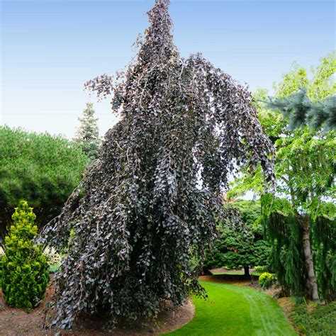 Purple Fountain Weeping Beech Trees For Sale