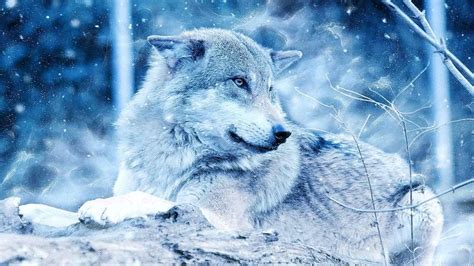 Winter Wolf Hd Wallpapers Free Download