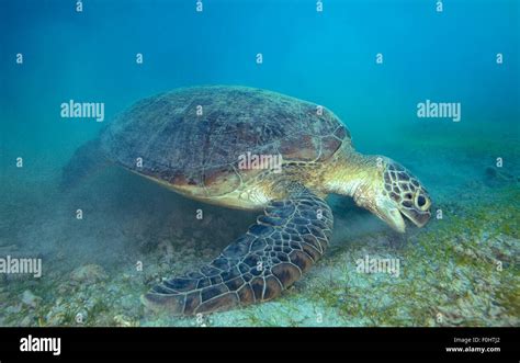 Green Sea Turtle Eating Hi Res Stock Photography And Images Alamy