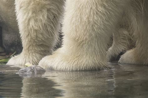Polar Bear Feet Stock Image Image Of Animals Carnivore 44062185