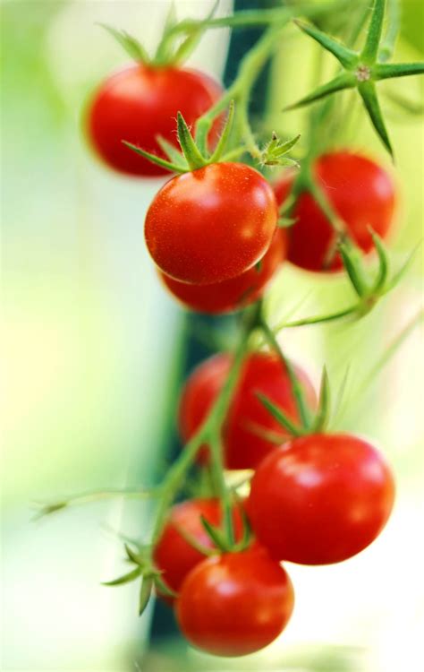 It finishes off the flavor of these roasted tomatoes perfectly! Cherry tomato - sowing, growing, harvest, diseases and pests