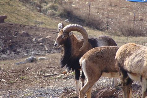 European Mouflon Sheep Young Mouflon Ram Winter Coat Flickr