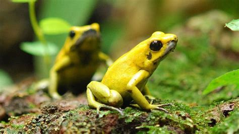 Fauna Del Bosque Tropical 10 Animales Asombrosos Con Fotos