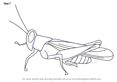 Learn How To Draw A Cricket Insects Step By Step Drawing Tutorials
