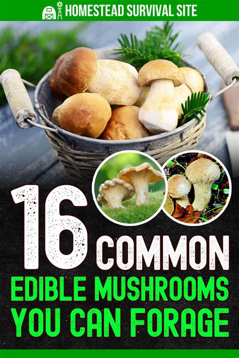 16 Common Edible Mushrooms You Can Forage Theworldofsurvivalcom