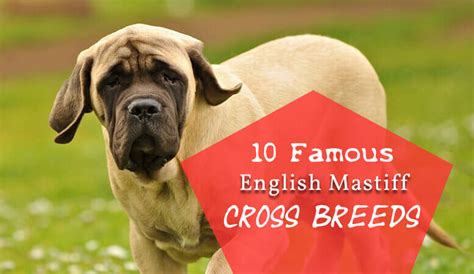 Top 15 Mock Faked Poodle Cross Breeds Mix Breeds
