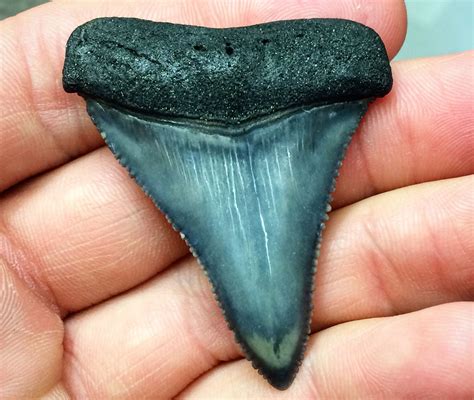 Arriba 46 Imagen Great White Shark Fossil Teeth Abzlocalmx