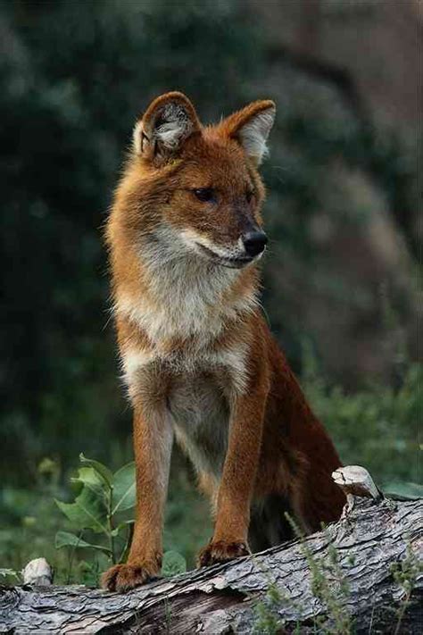 Fox Dhole Cuon Alpinus Image Only