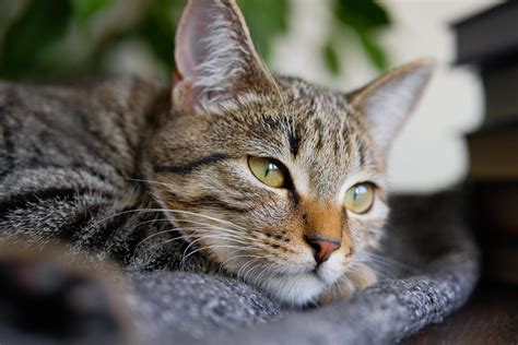 Cat Depression 11 Signs Of A Depressed Cat Readers Digest