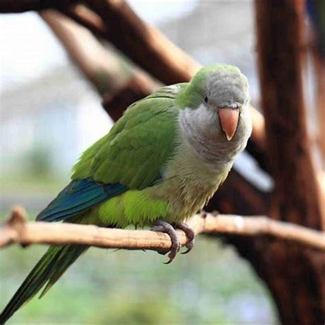 Can A Green Parakeet Talk DIY Seattle