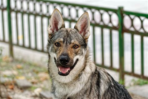 Free Images Dog Like Mammal Czechoslovakian Wolfdog Dog Breed