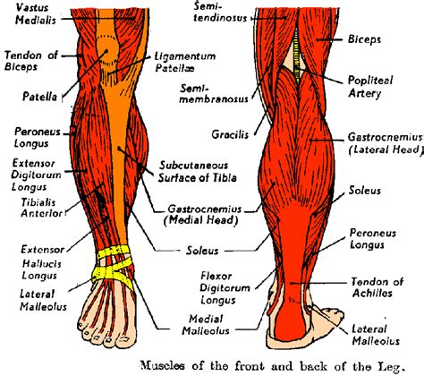 Collectively, the muscles in this area plantarflex and invert the foot. Anatomy videos for medical students: Diagram Human Leg Tendons