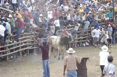 Corridas De Toros A La Tica Viven En La Cultura Costarricense