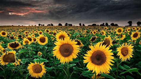 Sunflowers Sky Field Nature Landscape Wallpapers Hd Desktop And