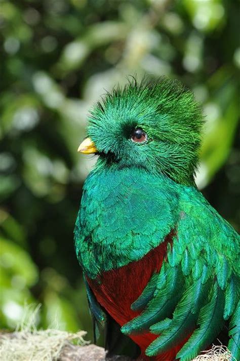 The Resplendent Quetzal Is Guatemalas National Bird The Color Is