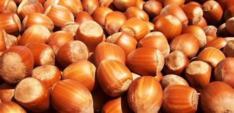 Are Hazelnuts Healthy Value Foodvalue Food