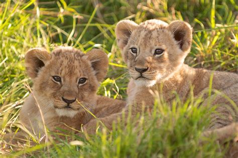 Two Lion Cubs Cute Animals Animals Baby Lion Cubs