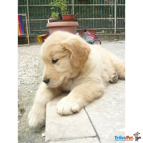 Golden retriever in vendita in animali: Cuccioli Golden Retriever in vendita a Foggia (FG)
