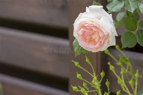 Pink Roses Climbing On The Wooden Fence Close Up Stock Image Image Of