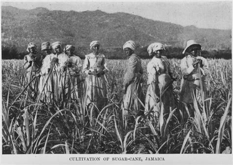 Cultivation Of Sugar Cane Jamaica 1899 I Look At The Pictures Of