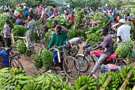 Banana Farming Profit In India Banana Cultivation Practices Signup Trending Nature