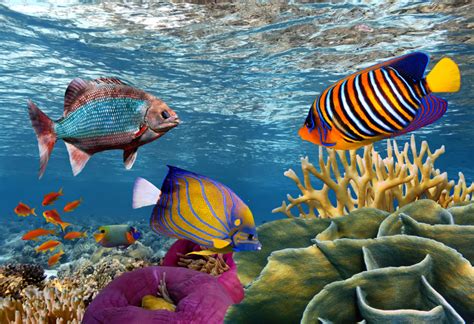 Coral Reef And Tropical Fish Jigsaw Puzzle In Under The Sea Puzzles On