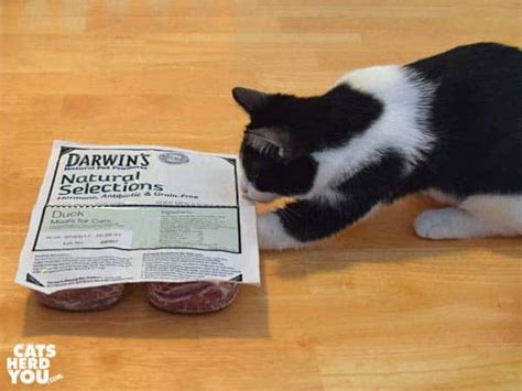 No guesswork on how much meat your cat is getting. The Making of a Raw Fed Kitten with Darwin's Natural Pet ...