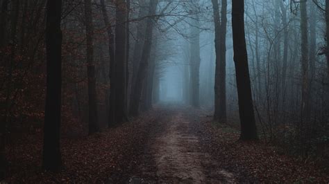 Wallpaper Id 6665 Forest Fog Road Autumn Landscape 4k Free Download