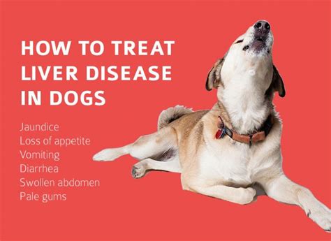 How To Treat Liver Disease In Dogs Crittersitca