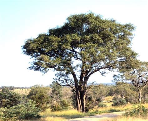 The trunk of this tree looks like square blocks. This Balanites maughamii (Or torchwood/green thorn) tree ...