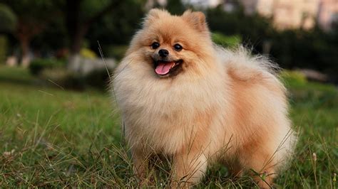 Top 10 Cutest Dog Breeds To Keep As Pets Black Cat White Dog News