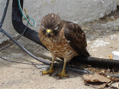 Check spelling or type a new query. Baby Red Tailed Hawk | I had an incredible day the other ...