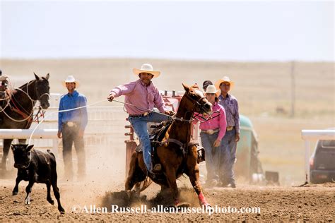 Rocky Boy Rodeo Indian Cowboy Competes In Tie Down Roping On Rocky Boy