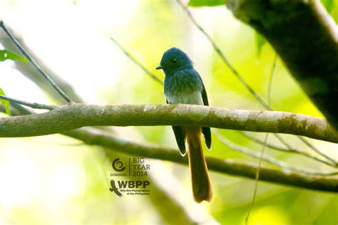 Visayan Fantail Bird Name Visayan Fantail Rhipidura Cyan Flickr
