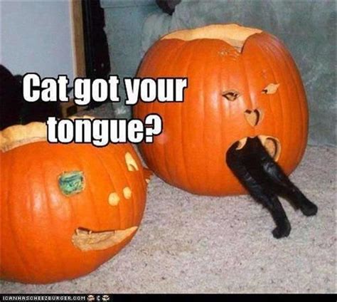 Top 10 Halloween Horror Cats In Pumpkins