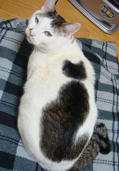 Cat With Cat On Its Back Cat With A Cat On Its Back Funny Cat