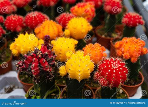 Cactussen Van Verschillende Vormen En Rassen Op De Cactus Boerderij