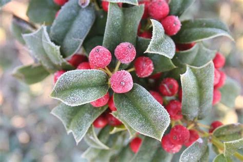 12 Different Types Of Holly Bushes And Trees Homeporio